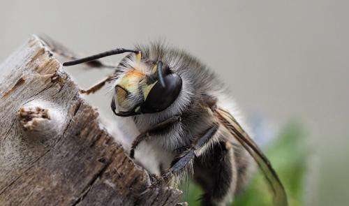 Anthophora plumipes